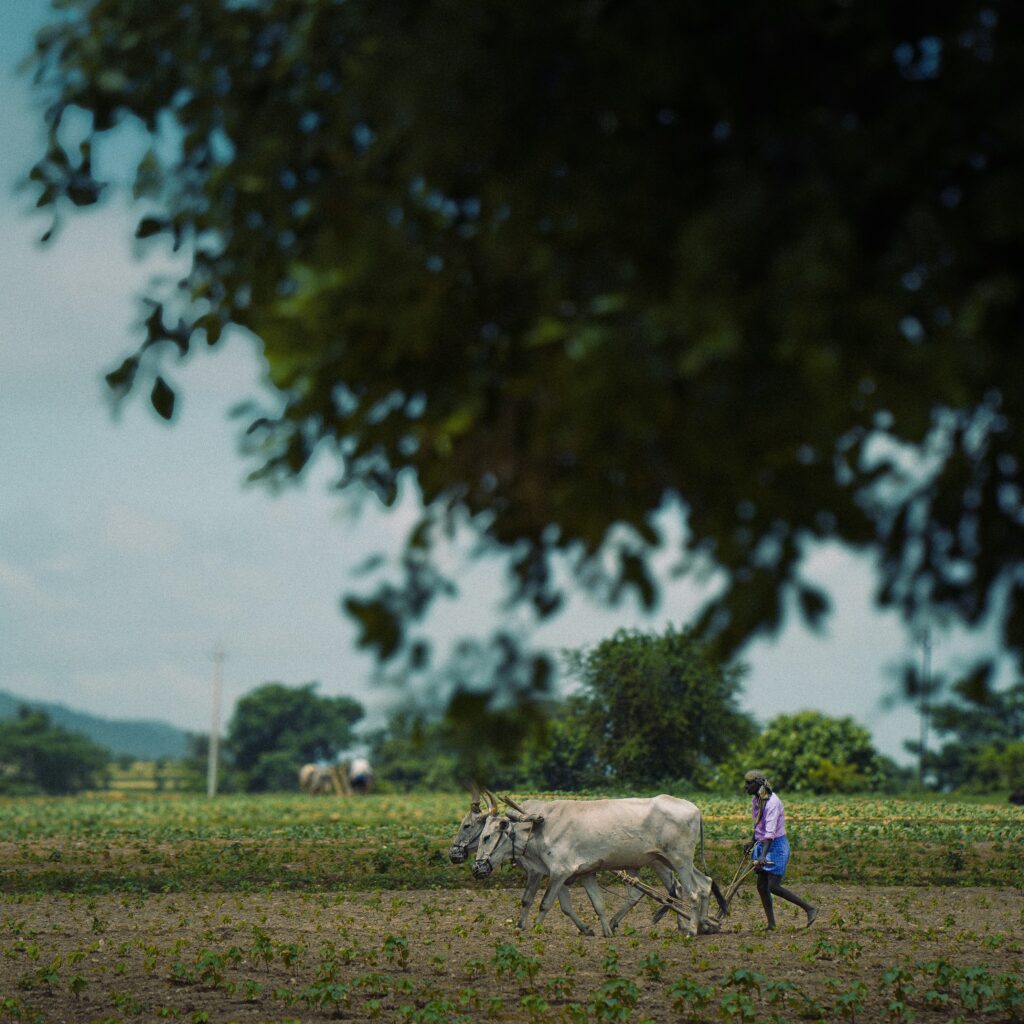 Farmers’ Day: Why the People Who Feed Us Matter Most Farmer ploughing land using traditional farming methods